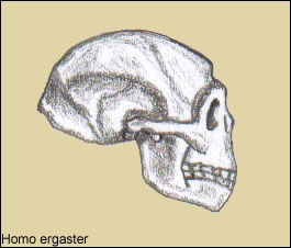 Cr&aacute;neo de Homo ergaster