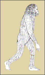 Australopithecus