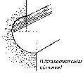 m-escoci.gif (702 bytes)
