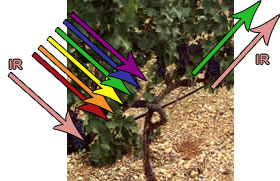 Comportamiento espectral de una planta